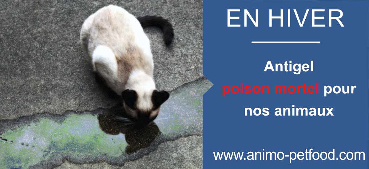 antigel-empoissonement-chien-chat